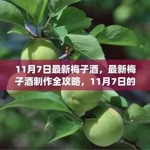 11月7日最新梅子酒制作指南,从初学者到进阶用户的全攻略
