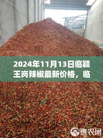临颖王岗辣椒最新价格走势,2024年11月13日的观察与思考及市场分析