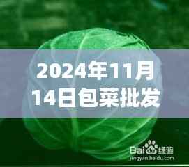 2024年包菜批发价格最新行情分析与市场走势多元观点探讨
