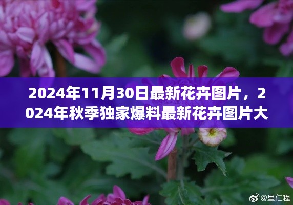 独家爆料,2024秋季最新花卉图片大放送,自然之美的清新之旅