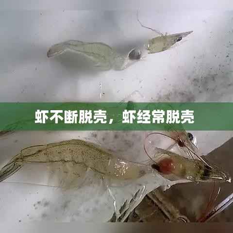 虾不断脱壳，虾经常脱壳 