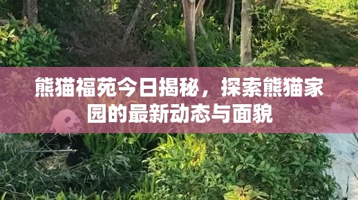 熊猫福苑今日揭秘,探索熊猫家园的最新动态与面貌