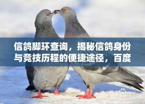 信鸽脚环查询,揭秘信鸽身份与竞技历程的便捷途径,百度一键查询!