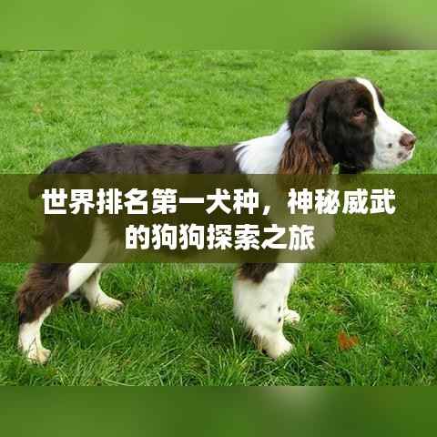世界排名第一犬种,神秘威武的狗狗探索之旅
